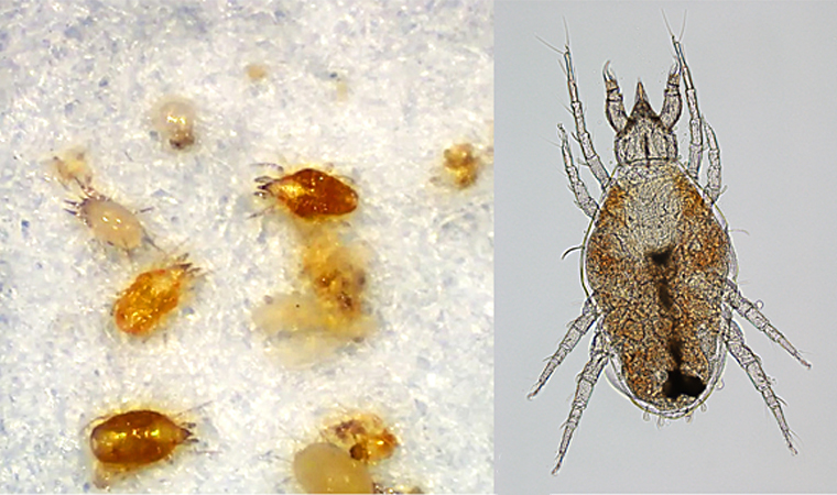 ミナミツメダニの写真