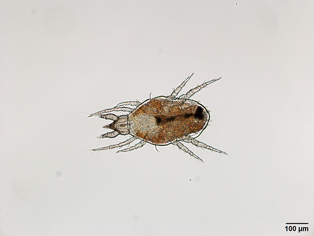 ミナミツメダニ