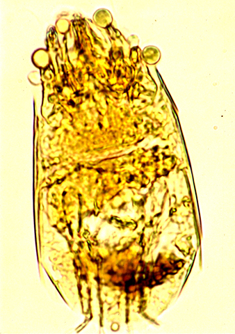 ナミホコリダニ