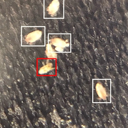 複数のダニの存在を確認できた画像(接写)