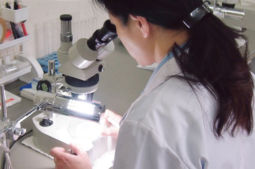 顕微鏡を覗き込んでいる女性研究員