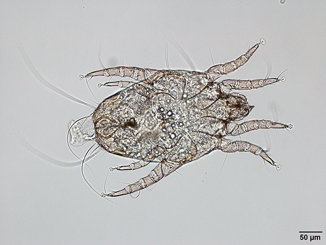 ヤケヒョウダニ